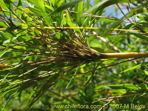 Bild von Chusquea quila (Quila). Klicken Sie, um den Ausschnitt zu vergrössern.