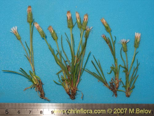 Bild von Asteraceae sp. #Z 6439 (). Klicken Sie, um den Ausschnitt zu vergrössern.