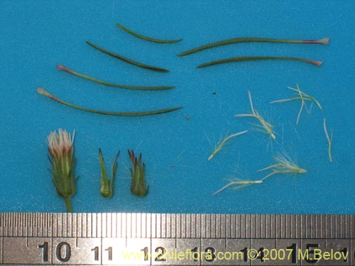 Bild von Asteraceae sp. #Z 6439 (). Klicken Sie, um den Ausschnitt zu vergrössern.