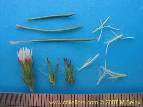 Bild von Asteraceae sp. #Z 6439 (). Klicken Sie, um den Ausschnitt zu vergrössern.