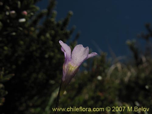 Image of Pinguicula chilensis (). Click to enlarge parts of image.