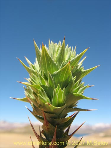 Image of Nassauvia sprengelioides (). Click to enlarge parts of image.