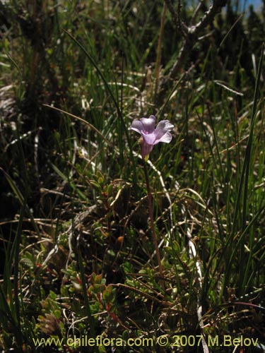 Image of Pinguicula chilensis (). Click to enlarge parts of image.