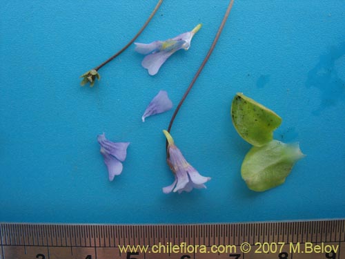 Image of Pinguicula chilensis (). Click to enlarge parts of image.