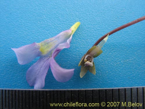Image of Pinguicula chilensis (). Click to enlarge parts of image.
