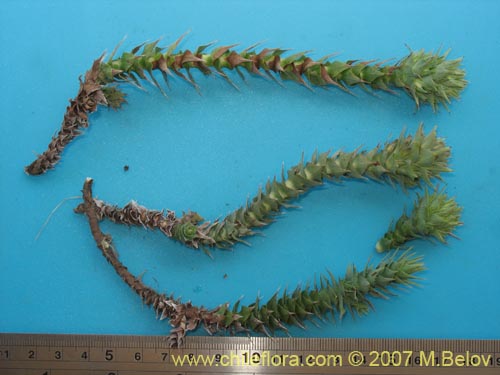 Image of Nassauvia sprengelioides (). Click to enlarge parts of image.