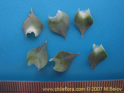 Image of Nassauvia sprengelioides (). Click to enlarge parts of image.