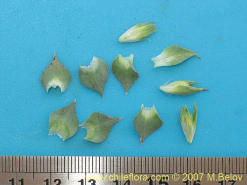 Image of Nassauvia sprengelioides (). Click to enlarge parts of image.