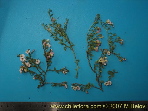 Adesmia parvifolia的照片