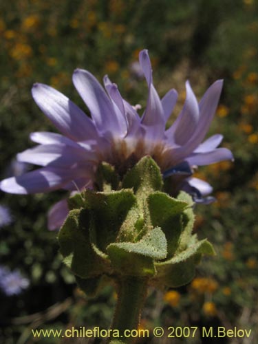 Image of Perezia sp. #3026 (). Click to enlarge parts of image.