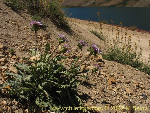 Image of Perezia sp. #3026 (). Click to enlarge parts of image.