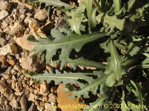 Image of Perezia sp. #3026 (). Click to enlarge parts of image.