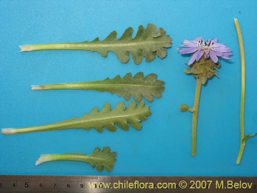 Image of Perezia sp. #3026 (). Click to enlarge parts of image.