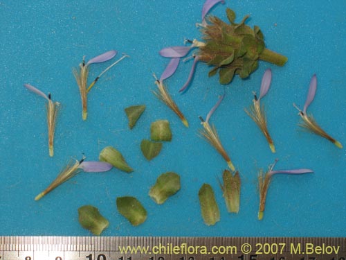 Image of Perezia sp. #3026 (). Click to enlarge parts of image.