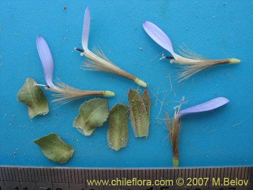 Image of Perezia sp. #3026 (). Click to enlarge parts of image.