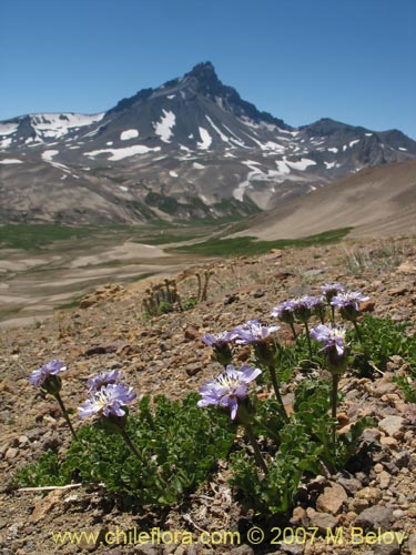 Image of Perezia sp. #3026 (). Click to enlarge parts of image.