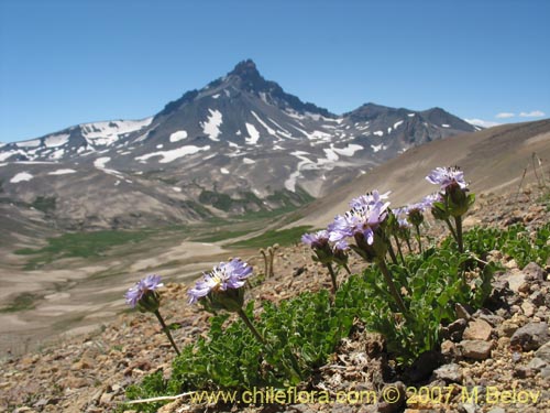 Image of Perezia sp. #3026 (). Click to enlarge parts of image.