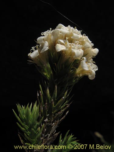 Bild von Nassauvia sp. #1714 (). Klicken Sie, um den Ausschnitt zu vergrössern.