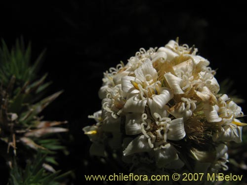 Bild von Nassauvia sp. #1714 (). Klicken Sie, um den Ausschnitt zu vergrössern.