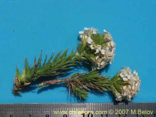 Bild von Nassauvia sp. #1714 (). Klicken Sie, um den Ausschnitt zu vergrössern.