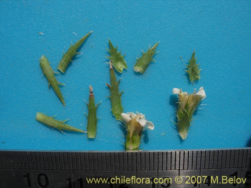 Nassauvia sp. #1714의 사진