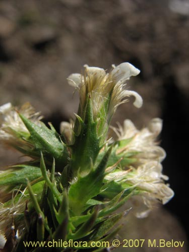 Nassauvia sp. #1714의 사진