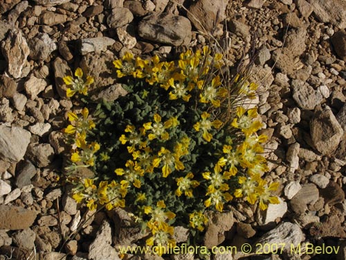 Image of Loasa nana (). Click to enlarge parts of image.