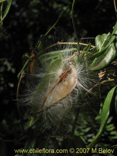 Bild von Diplolepsis menziesii (Voqui amarillo / Voquicillo). Klicken Sie, um den Ausschnitt zu vergrössern.