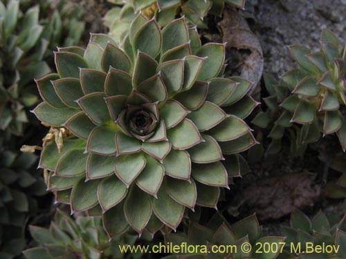 Image of Viola sp. #1702 (). Click to enlarge parts of image.