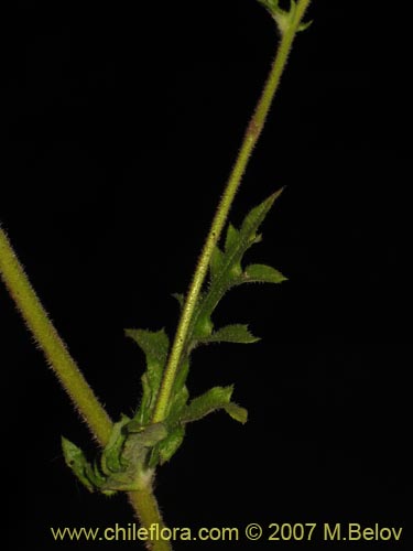 Image of Perezia nutans (). Click to enlarge parts of image.