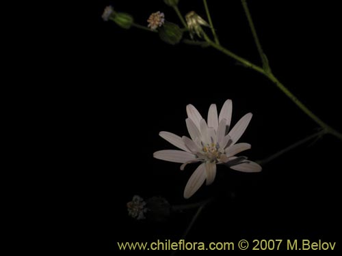 Image of Perezia nutans (). Click to enlarge parts of image.