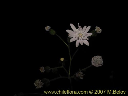 Image of Perezia nutans (). Click to enlarge parts of image.