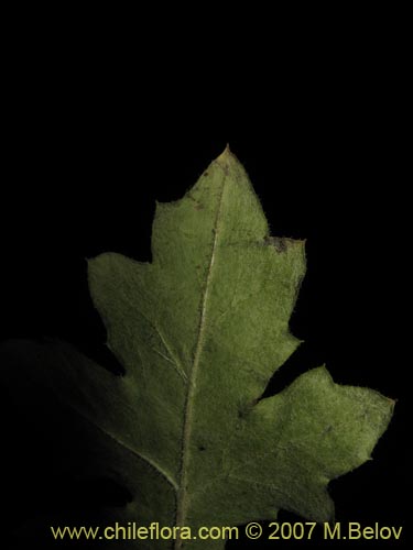 Image of Perezia nutans (). Click to enlarge parts of image.