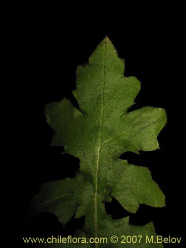 Image of Perezia nutans (). Click to enlarge parts of image.