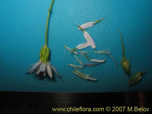 Image of Perezia nutans (). Click to enlarge parts of image.