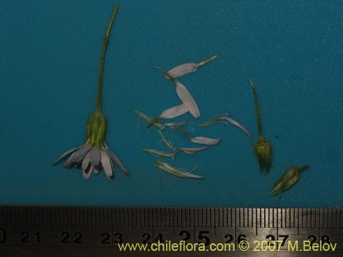 Image of Perezia nutans (). Click to enlarge parts of image.