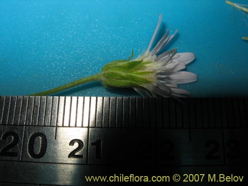 Image of Perezia nutans (). Click to enlarge parts of image.