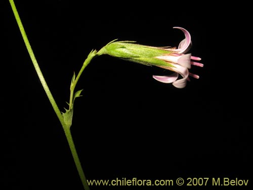 Image of Perezia nutans (). Click to enlarge parts of image.