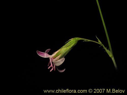 Image of Perezia nutans (). Click to enlarge parts of image.