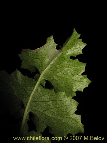 Image of Perezia nutans (). Click to enlarge parts of image.