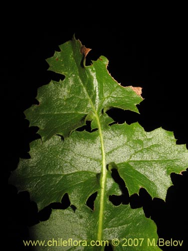 Image of Perezia nutans (). Click to enlarge parts of image.