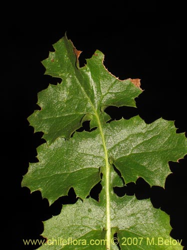 Image of Perezia nutans (). Click to enlarge parts of image.