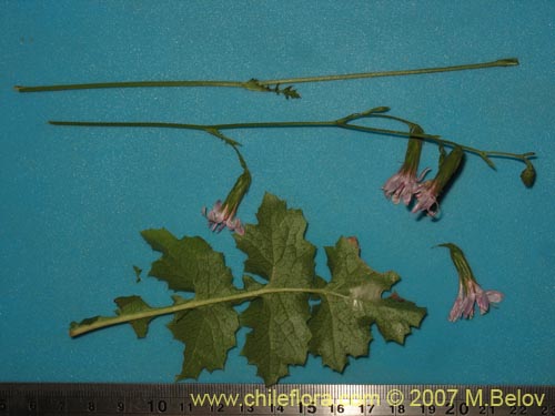 Image of Perezia nutans (). Click to enlarge parts of image.