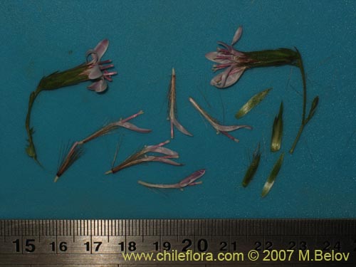 Image of Perezia nutans (). Click to enlarge parts of image.