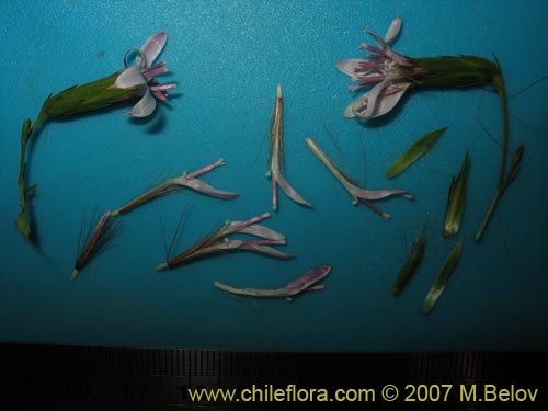 Image of Perezia nutans (). Click to enlarge parts of image.