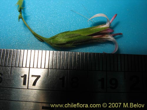 Image of Perezia nutans (). Click to enlarge parts of image.