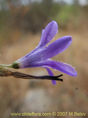 Imágen de Conanthera campanulata (). Haga un clic para aumentar parte de imágen.