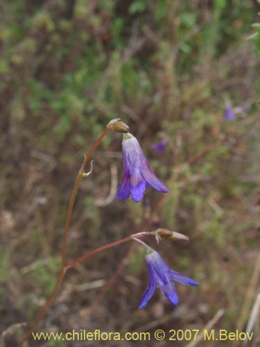 Imágen de Conanthera campanulata (). Haga un clic para aumentar parte de imágen.