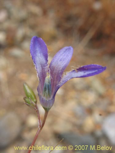 Imágen de Conanthera campanulata (). Haga un clic para aumentar parte de imágen.