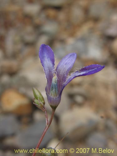 Imágen de Conanthera campanulata (). Haga un clic para aumentar parte de imágen.